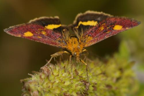 Réf. 30 284 : Pyrausta aurata