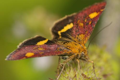 Pyrausta aurata