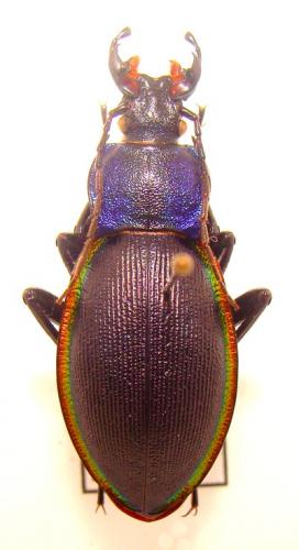 Réf. 30 014 : Carabus schoenherri