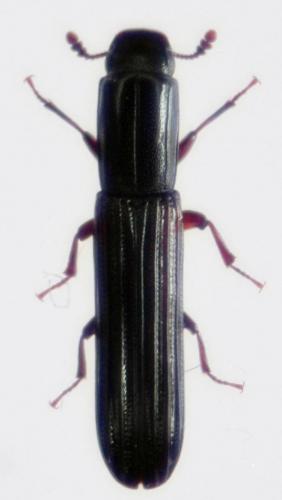 Réf. 30 308 : Colydium elongatum