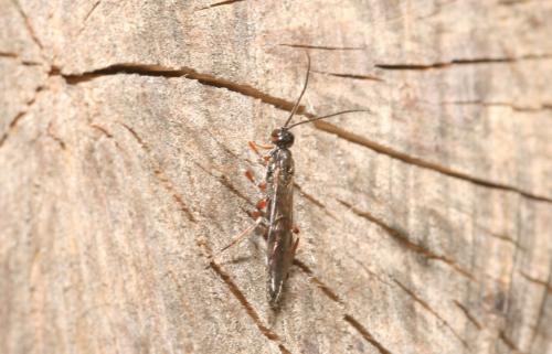 Réf. 30 169 : Xorides praecatorius