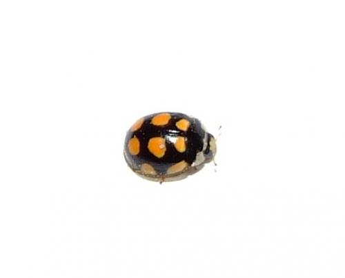Réf. 30 334 : Oenopia lyncea