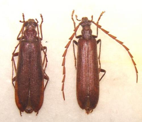 Réf. 30 124 : Calopus serraticornis