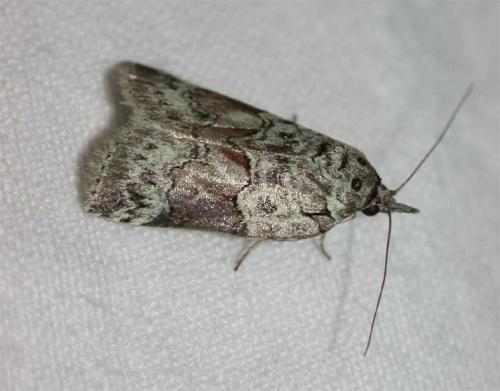 Réf. 30 983 : Nycteola sp.