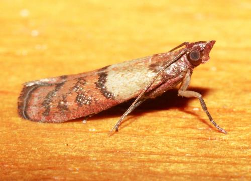 Réf. 30 610 : Plodia interpunctella