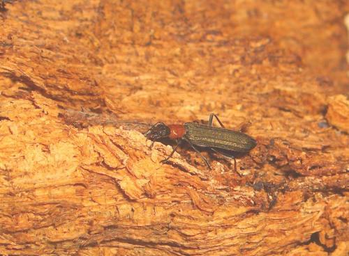 Ischnomera sanguinicollis