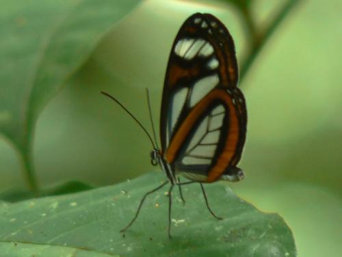 Réf. 30 509 : Napeogenes sylphis