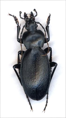 Carabus morawitzi