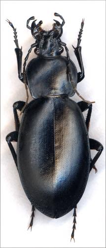 Réf. 30 410 : Carabus hemprichi