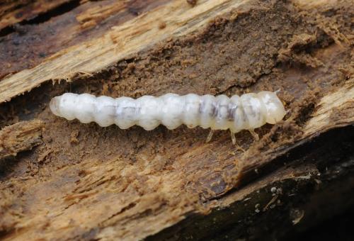 Nacerdes carniolica