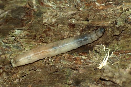Réf. 30 079 : Tipula selene