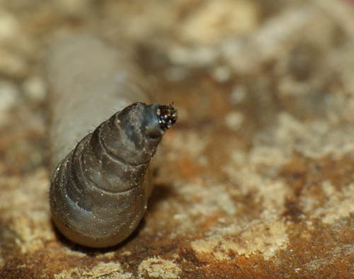 Réf. 30 081 : Tipula selene