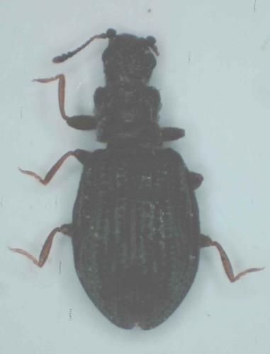 Cartodere sp.