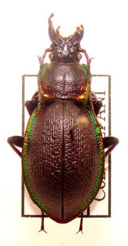 Carabus aurolimbatus
