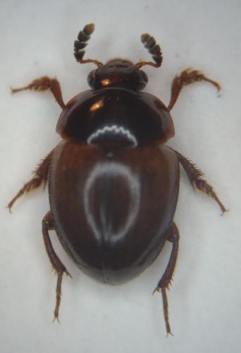 Anisotoma sp.
