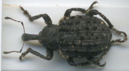 Brachypera vidua
