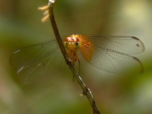 Erythrodiplax sp.