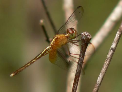 Réf. 30 414 : Erythrodiplax sp.