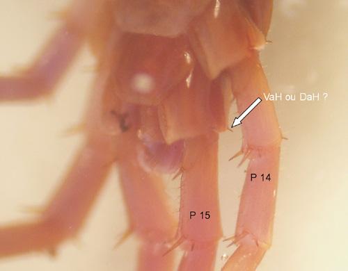 Lithobius sp.