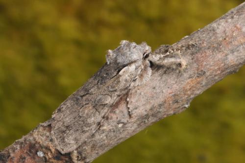 Lithophane consocia