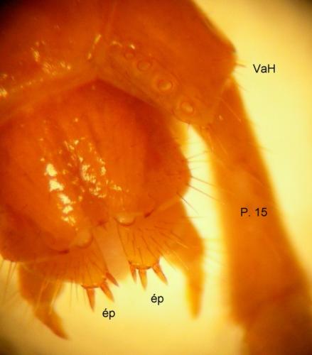 Lithobius tricuspis