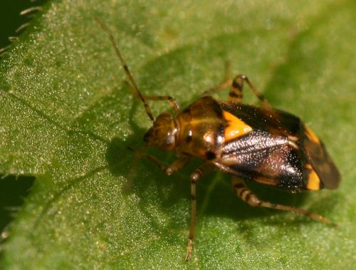 Liocoris tripustulatus