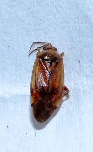 Lygus sp.