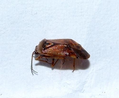 Réf. 30 148 : Lygus sp.