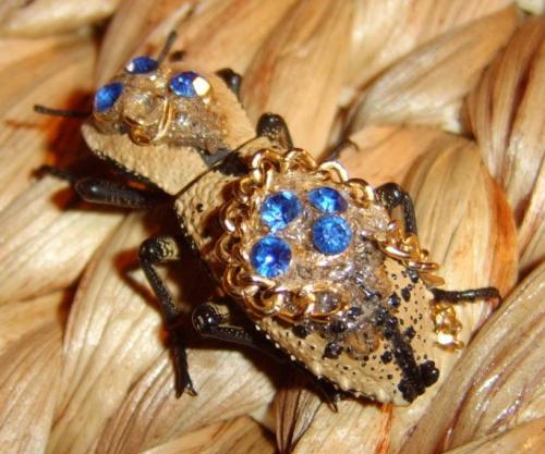 Réf. 30 350 : Zopherus chilensis