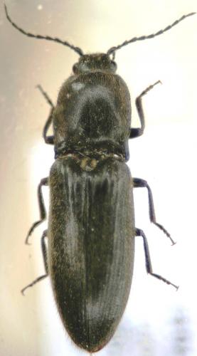 Réf. 30 281 : Hemicrepidius hirtus