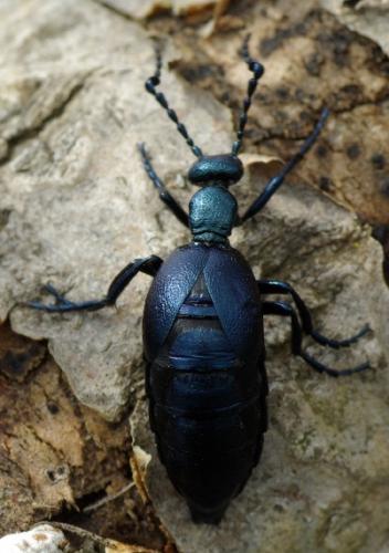 Réf. 30 985 : Meloe violaceus