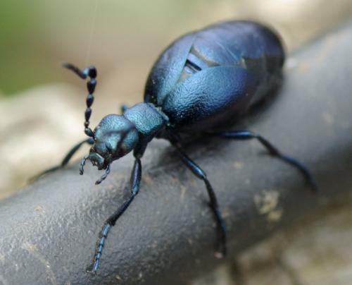 Réf. 30 986 : Meloe violaceus