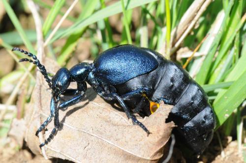 Meloe sp.