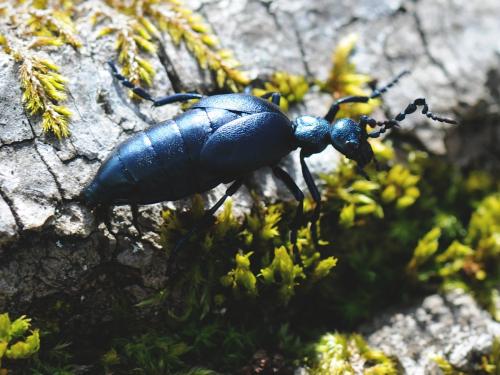 Meloe sp.