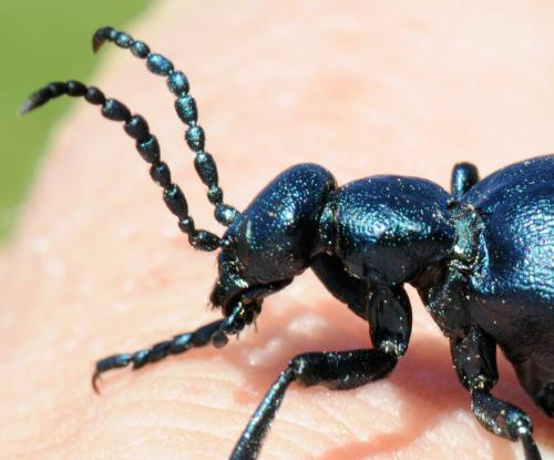 Meloe sp.