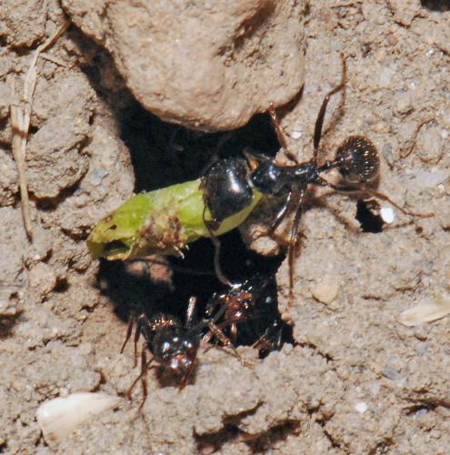Messor barbarus