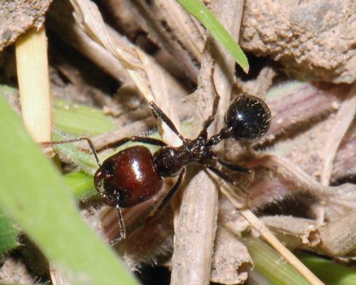 Messor barbarus