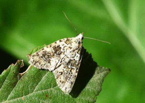 Bryophila domestica