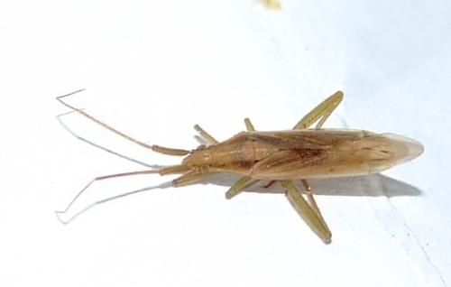 Stenodema sp.