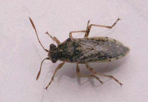 Brachycarenus tigrinus