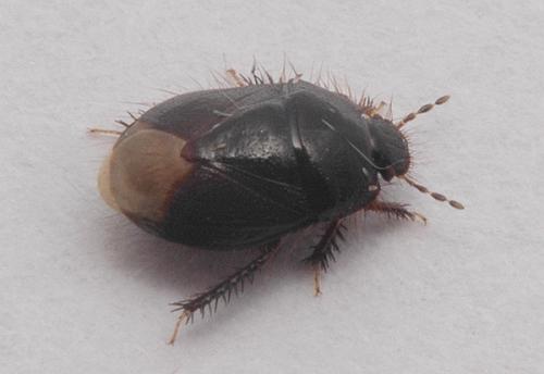 Byrsinus flavicornis