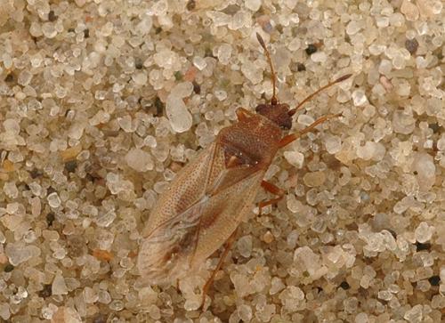 Réf. 30 038 : Cymus glandicolor