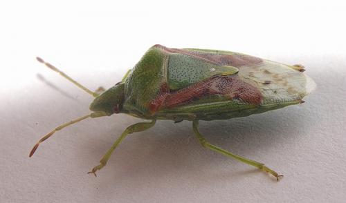 Réf. 30 007 : Cyphostethus tristriatus