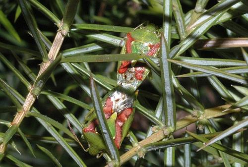 Cyphostethus tristriatus