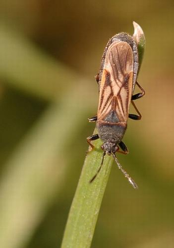 Ischnodemus sabuleti