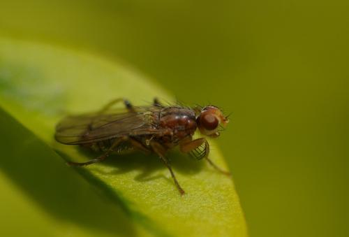 Norellisoma sp.