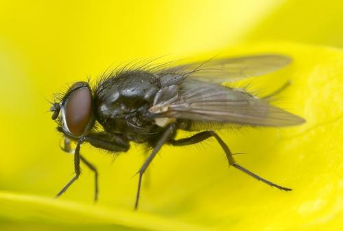 Réf. 30 816 : Hydrotaea sp.