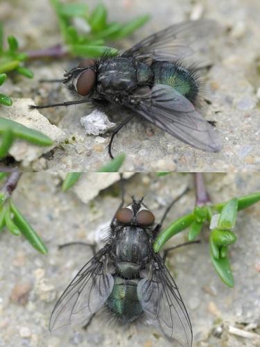 Réf. 30 891 : Bellardia vulgaris