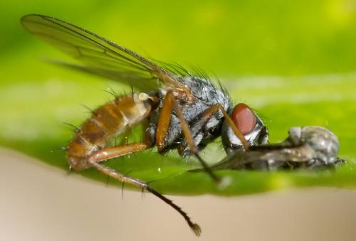 Pegomya sp.