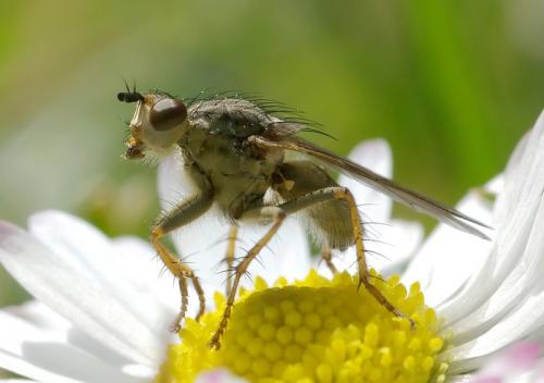 Scathophaga stercoraria